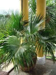 Chinese Fan Palm Tree Livistona