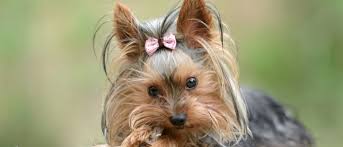 yorkshire terrier dog breed complete