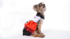Halloween 2019 13 Cute And Affordable Costumes For Dogs