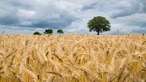 Govt hikes wheat MSP by Rs 40 to Rs 2,015 per quintal for 2021-22 crop year  | Business News – India TV