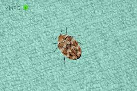 how to know if you have carpet beetles