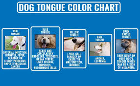 Dog Tongue 10 Must Know Facts About The Dogs Health