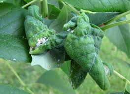 Check spelling or type a new query. Honeylocust Pests Pine Pitch Mass Borer Ipm Pest Advisories