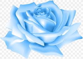 blue rose flower beach rose clip art