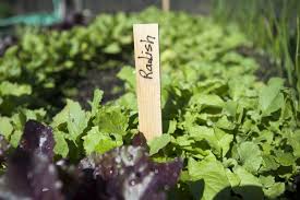 In The Vegetable Garden Plant What You