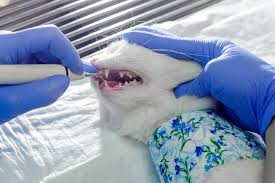how much does cat teeth cleaning cost