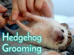 hedgehog grooming heavenly hedgies