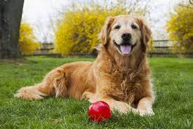 Golden retrievers are among america's most popular breeds. Red Golden Retrievers Puppies Facts Information Lifespan