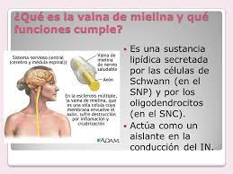 Acele et ketum Alexander Graham Bell que es la mielina y su funcion en las  neuronas - shreesuppliers.com