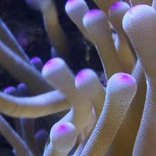 anemone care r aquariums