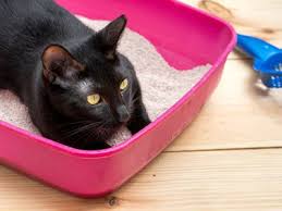 Is your old cat sleeping in the litter box? Why Is My Cat Sleeping In Their Litter Box