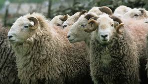 Herdwick Sheep Breed Everything You Need To Know