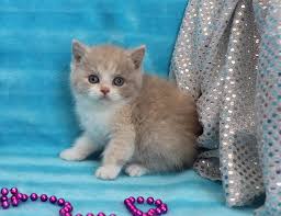 Check them out😻💜 😸 we dont sell munchkin cats 😸 facebook.com/munchkincatss. Minuet Kittens Cattery