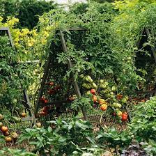 15 Tomato Support Ideas For Your Garden