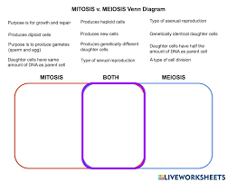 Two major phases of meiosis. Mitosis Vs Meiosis Venn Diagram Interactive Worksheet