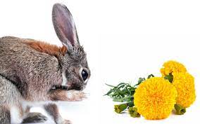 Do Rabbits Eat Marigold Plants Birds