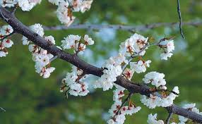 Plants range from 12 to 15 inches in size and produce colored blooms in shades of blue, white, pink, and blue to violet with highlights of yellow. A Parade Of Spring Flowering Trees Finegardening