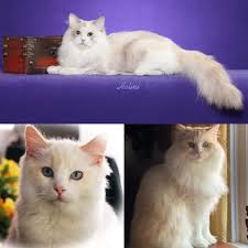 ragdoll genetics the facts for colors
