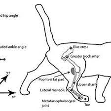 The bones involved in it, however, are only the femur and the tibia, although the. Anatomy Of Cat Hindlimb And Kinematic Marker Placement The Diagram On Download Scientific Diagram