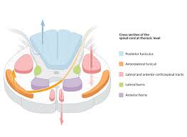 spinal cord tracts and refle