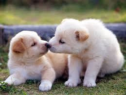 10 ideas of cute puppies pictures for