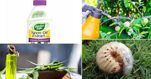 20 organic neem oil uses for garden