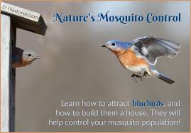 how to attract bluebirds because they