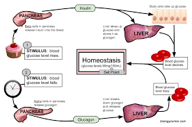 homeostasis and cellular function