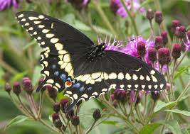 The giant swallowtail butterfly, heraclides cresphontes is the largest butterfly in the united states and canada with a wing span reaching between 4 inches to over six inches. Black Swallowtail Simple English Wikipedia The Free Encyclopedia