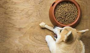 Puppies may need three meals daily. Best Dog Food For Corgis How And What To Feed Corgis