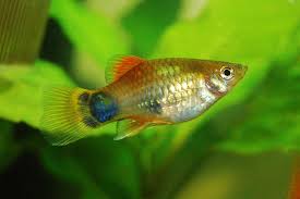 22 small aquarium fish species for your