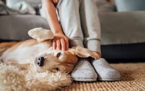 how dirty carpet will affect your pet s