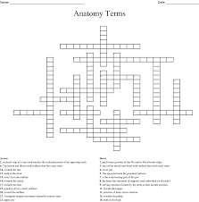Anatomy Terms Crossword Wordmint