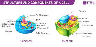 cell organization levels of cellular