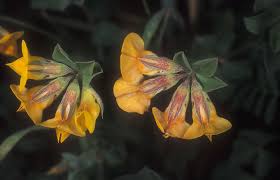 Lotus longisiliquosus R.Roem. | Plants of the World Online | Kew ...