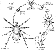 Ticks And Lyme Disease Newmarket Ontario Goldenvale Veterinary