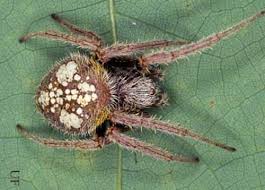 tropical orb weaver spider eriophora