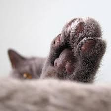 unhealthy cat claws causes of cat