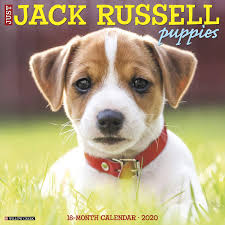 Affordable and search from millions of royalty free images, photos and vectors. Just Jack Russell Puppies 2020 Wall Calendar Dog Breed Calendar Willow Creek Press 0709786051069 Amazon Com Books