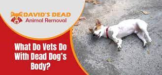What Do Animal Hospitals Do With Dead Dogs gambar png