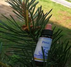 Ново предлагаме първокласен дървен материал бял бор и смърч на дребно и едро: Pine Byal Bor Cveteto Na Sebepriemaneto Bahova Terapiya