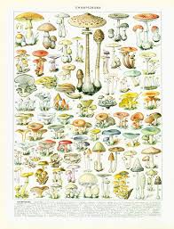 1933 Antique Mushroom Identification Chart Print Vintage Fungi Print Fungus Wall Art Home Decor