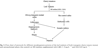 Short Communication Organogenesis And Somatic Embryogenesis