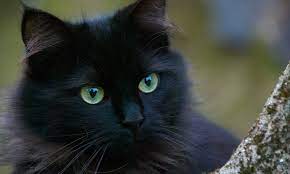 Market leader of language learning graded readers. Black Cat In Dream Meaning And Symbolism