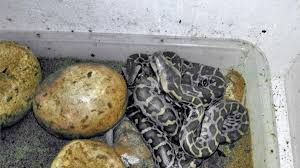 14 indian rock python eggs hatched at