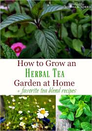 How To Grow An Herbal Tea Garden At