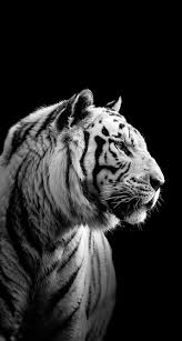 Download all photos and use them even for commercial projects. Iphone Siberian Tiger Black Wallpaper Totens Animais Animais Selvagens Imagens De Animais