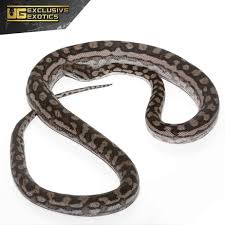 male inland carpet pythons morelia