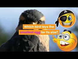 which bird lays the smallest egg for