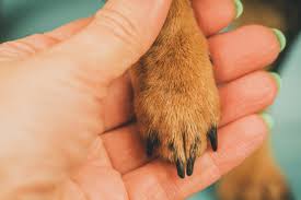cut your dog s nails